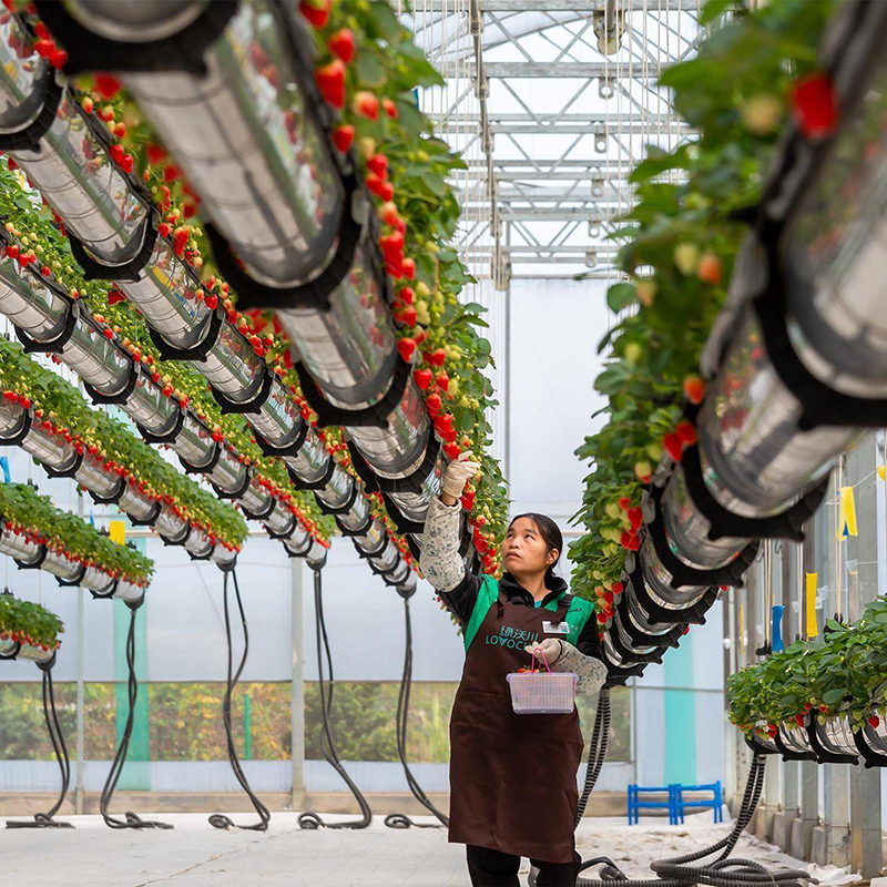 秦皇岛市鱼菜共生空中草莓 - 哪里好