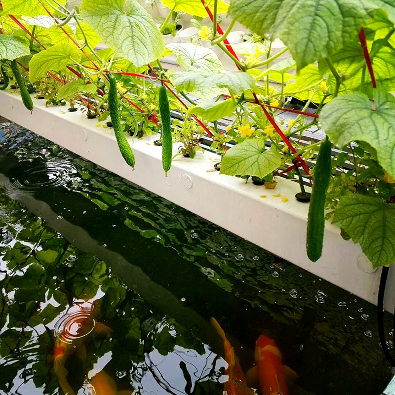 秦皇岛市种植槽鱼菜共生 - 一站式服务